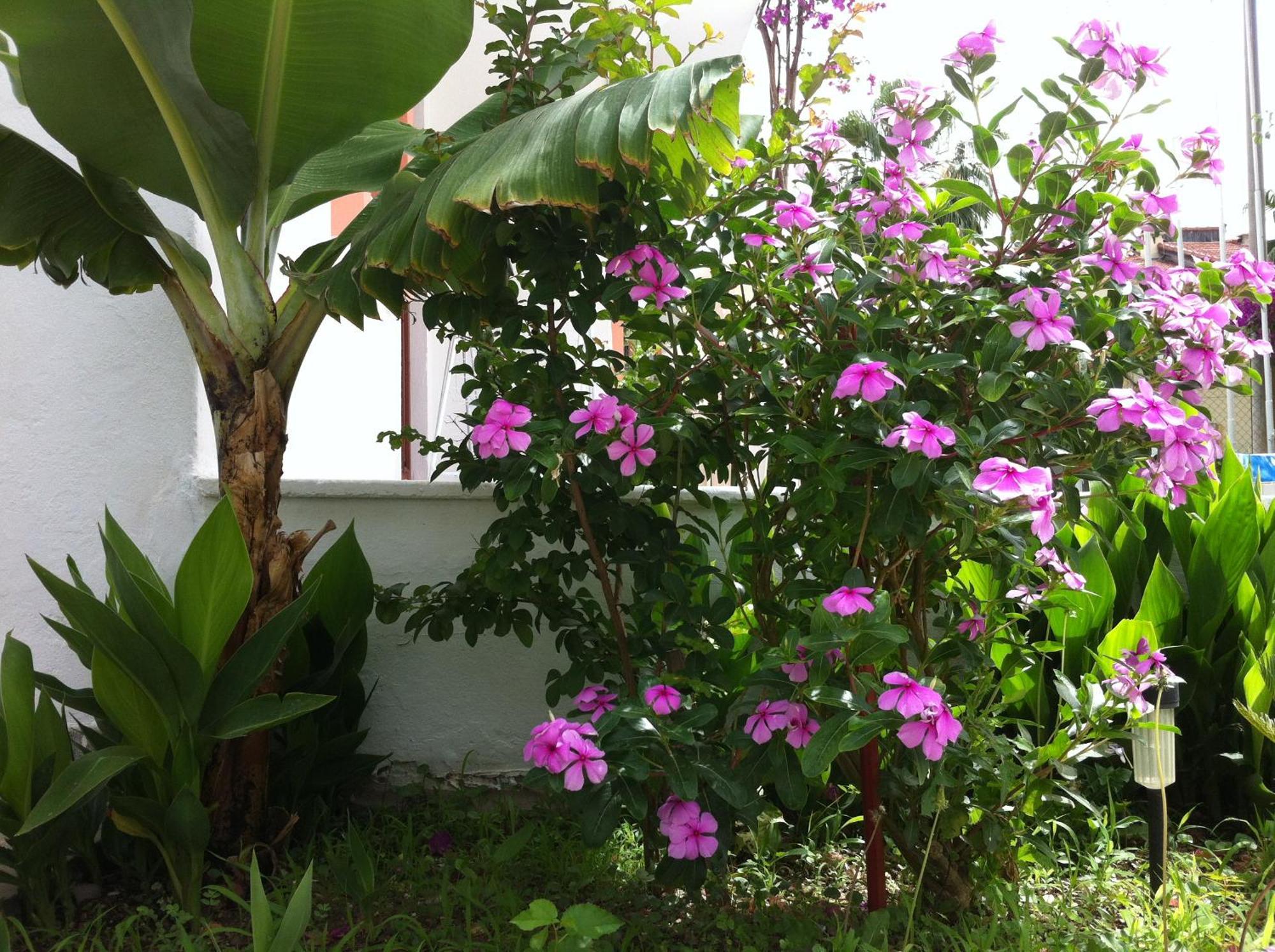 Flower Villa Apart Kemer Eksteriør billede