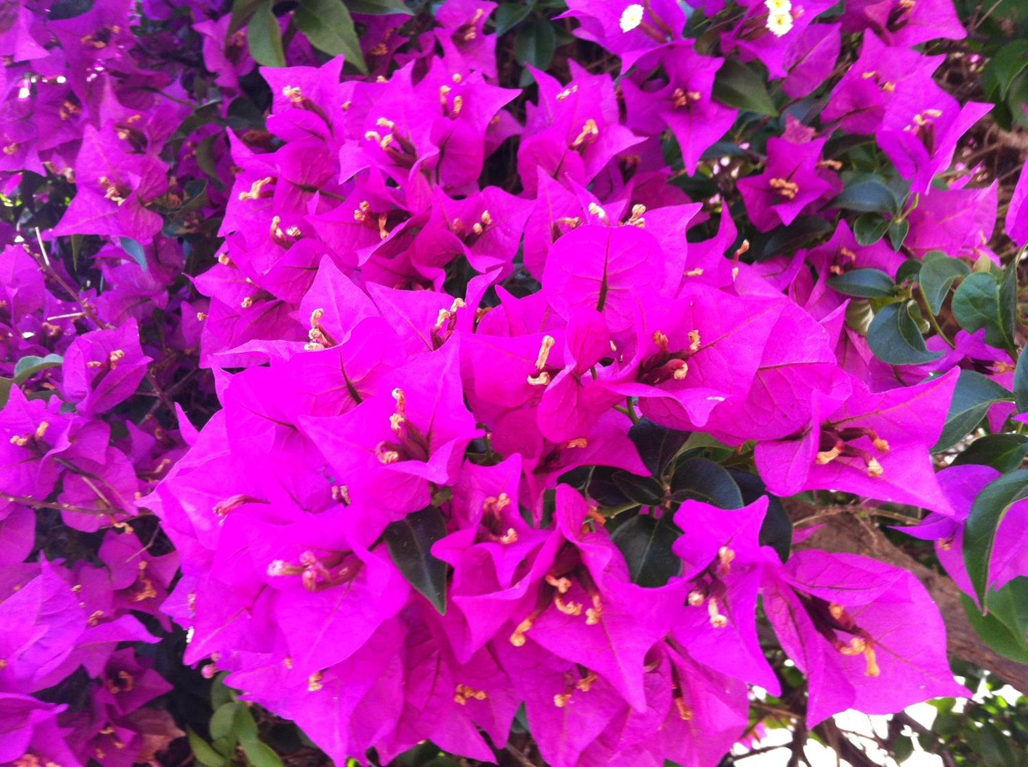 Flower Villa Apart Kemer Eksteriør billede