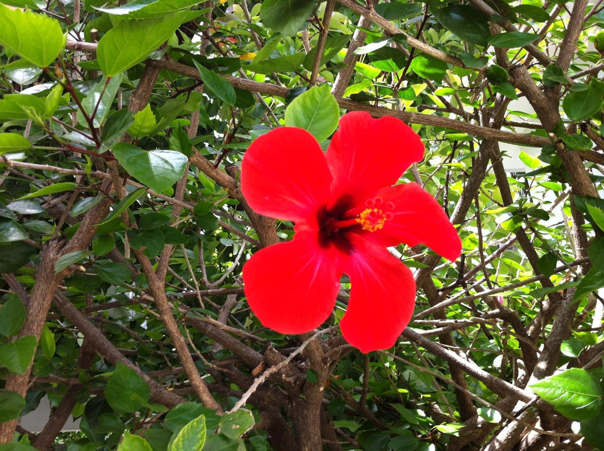 Flower Villa Apart Kemer Eksteriør billede